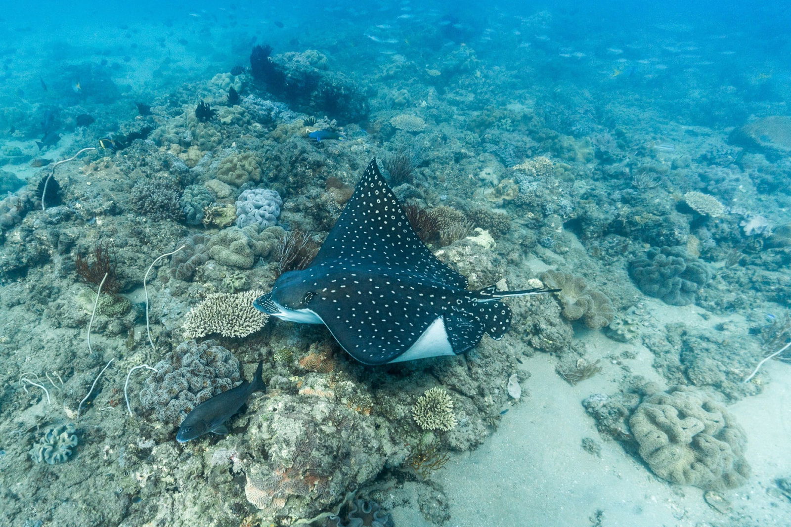 Child Island Dive Site