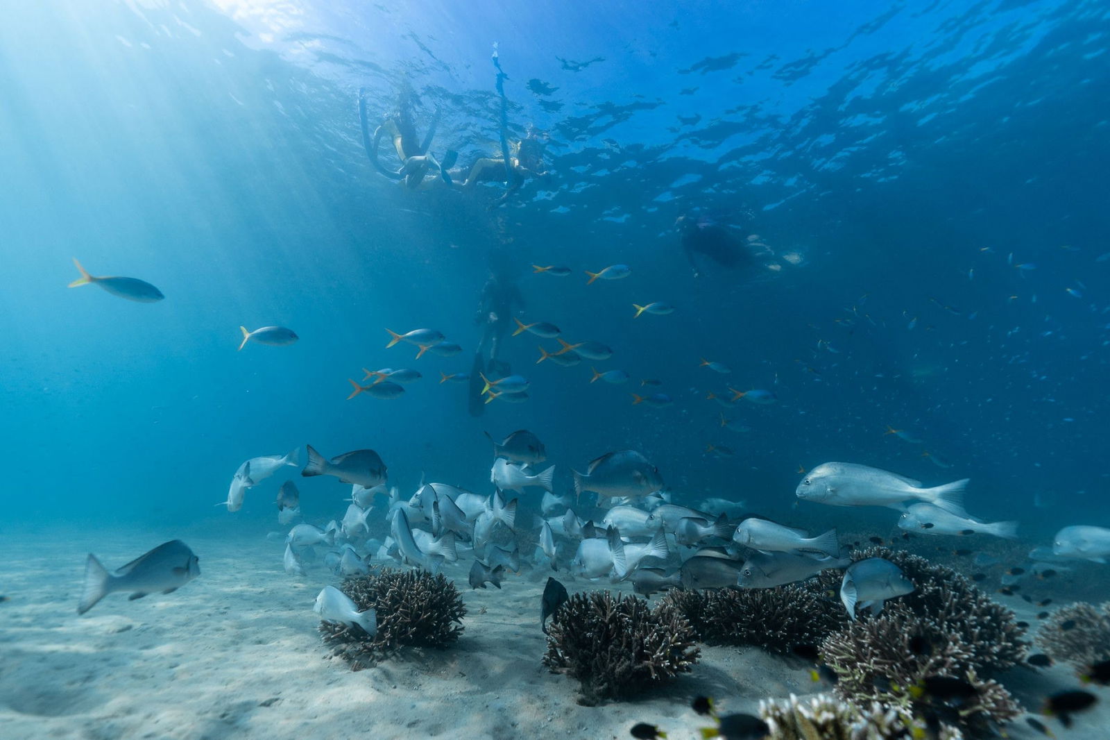 Child Island Dive Site Logo and Images