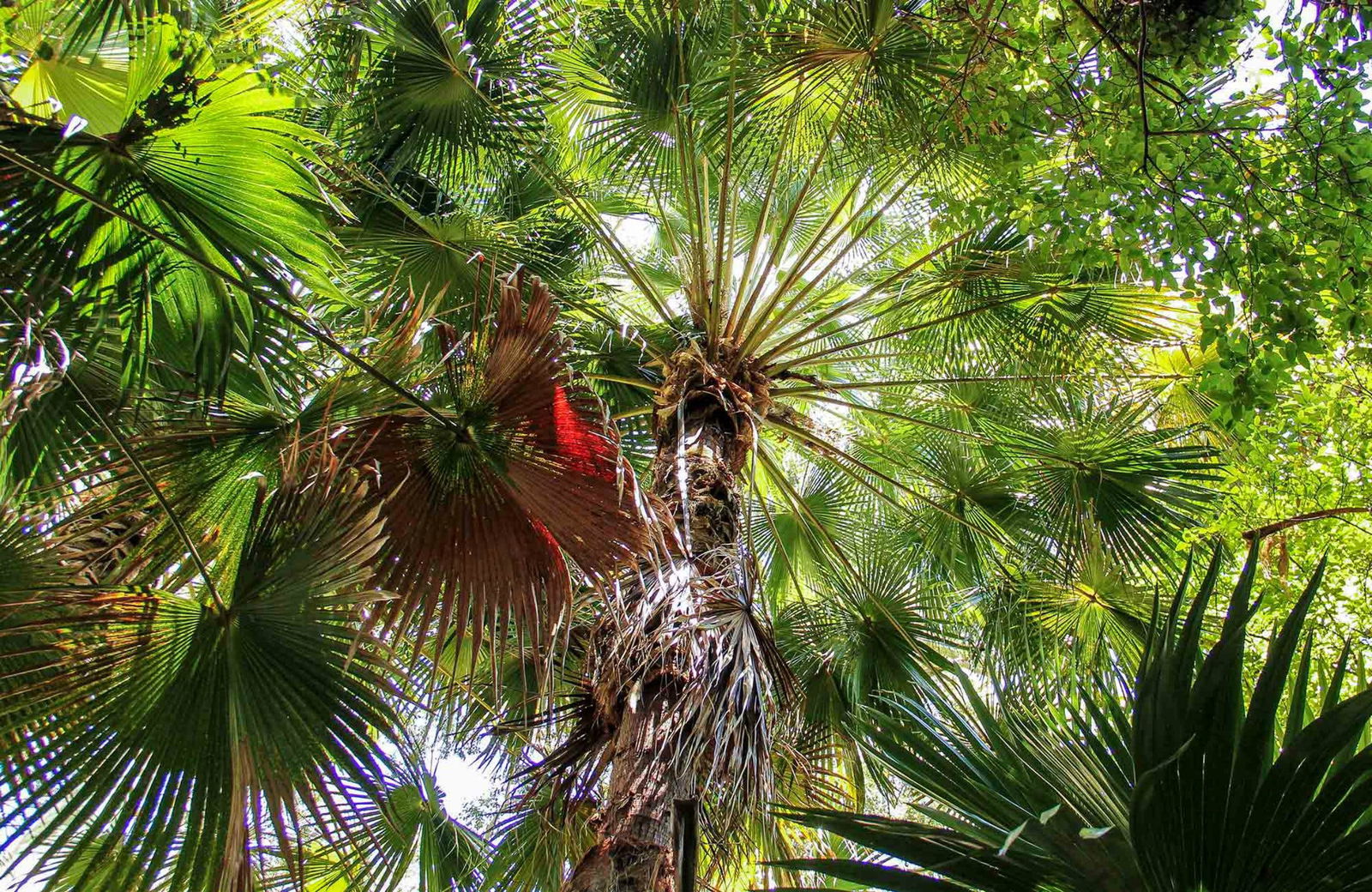 Depot Beach Rainforest Walk Logo and Images