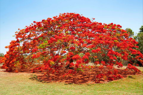 George Brown Darwin Botanic Gardens - Accommodation Brisbane 2
