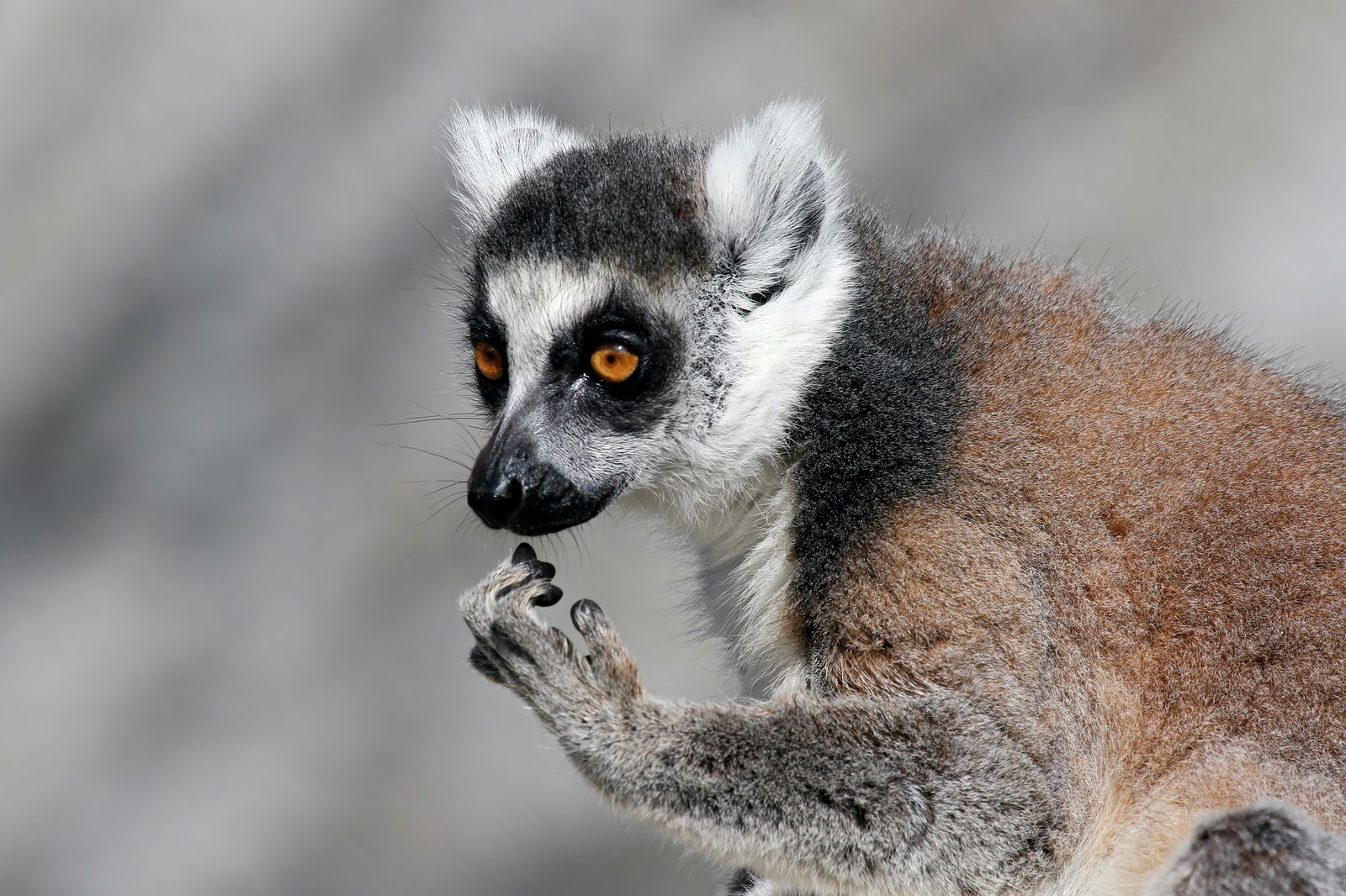 Gorge Wildlife Park Logo and Images