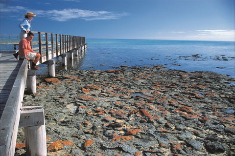 Hamelin Pool Stromatolites - Accommodation Tasmania 0