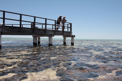 Hamelin Pool Stromatolites - Accommodation Tasmania 1