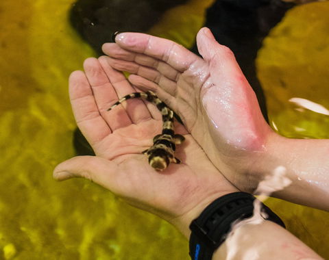 Irukandji Shark And Ray Encounters - Accommodation Port Hedland 0