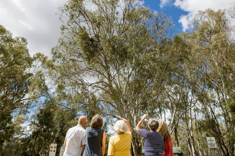 Koala Spotting Narrandera - Attractions Perth 2