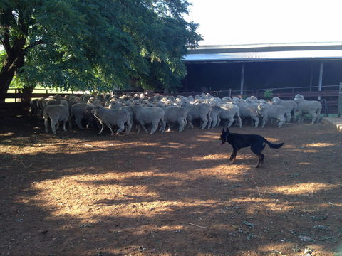 Kuriong Sheep Station - Casino Accommodation 1