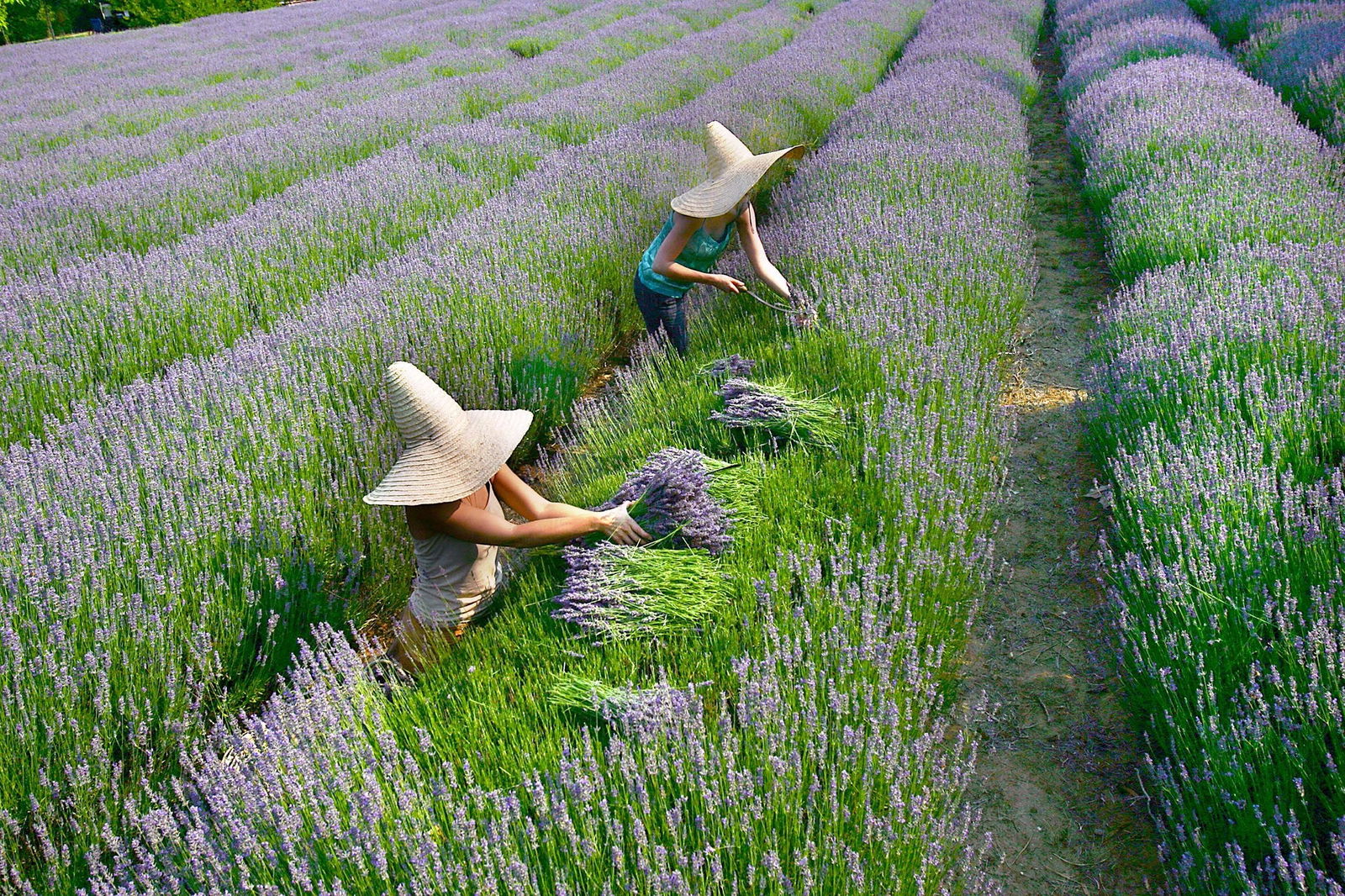 Lavandula Swiss Italian Farm