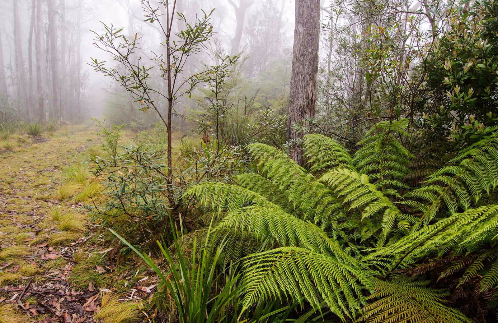 Link Trail - Gloucester Tops to Careys Peak Logo and Images