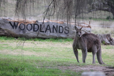 Living Legends: The International Home Of Rest For Champion Horses - Byron Bay Accommodation 1