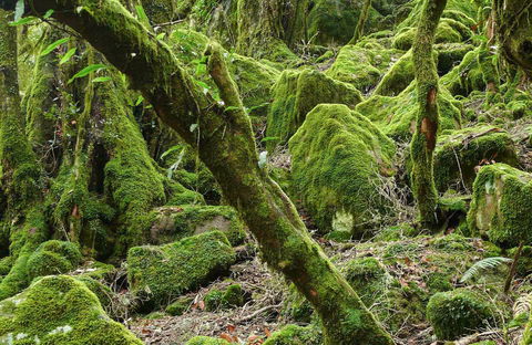 Lyrebird Walking Track - Casino Accommodation 0