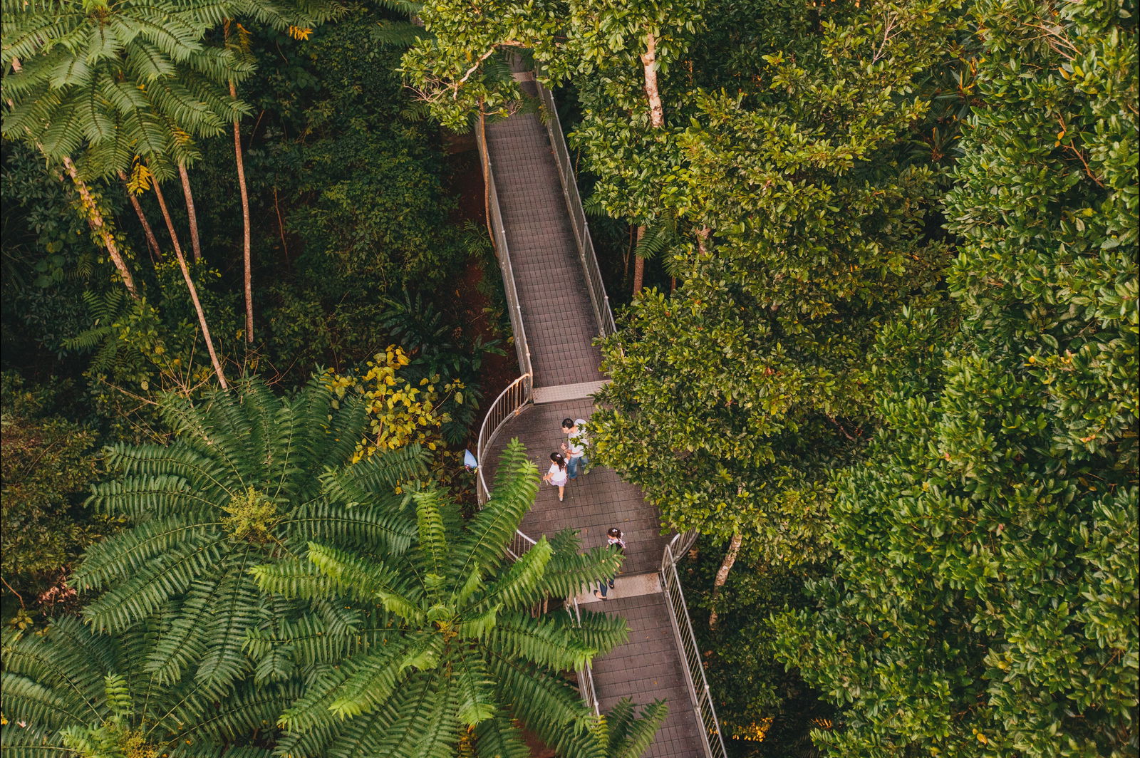 Mamu Tropical Skywalk Logo and Images