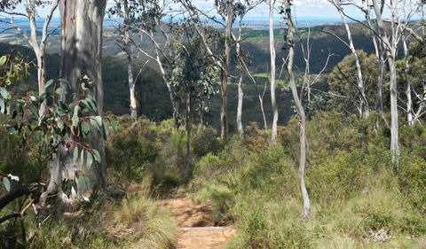 Mount Towac Walk - Wagga Wagga Accommodation 0