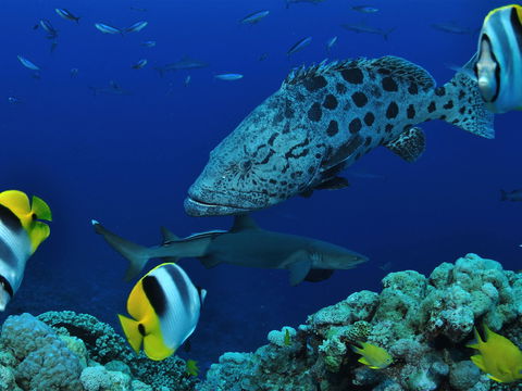 Osprey Reef - Brisbane Tourism 0