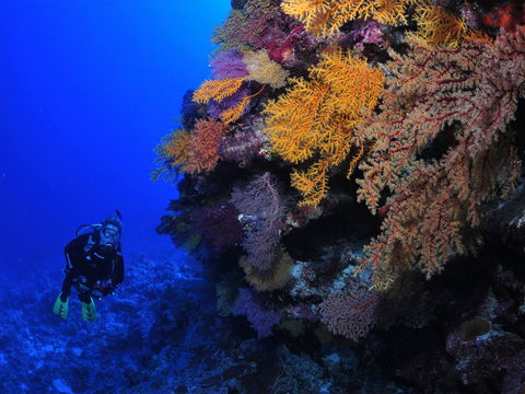 Osprey Reef - Brisbane Tourism 2