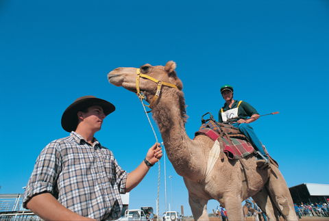 Outback Camel Festival Trail - Hervey Bay Accommodation 1