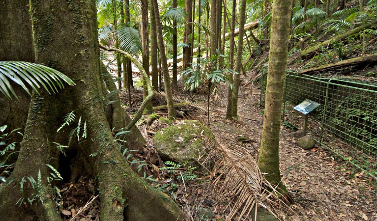 Palm Forest Walking Track Logo and Images