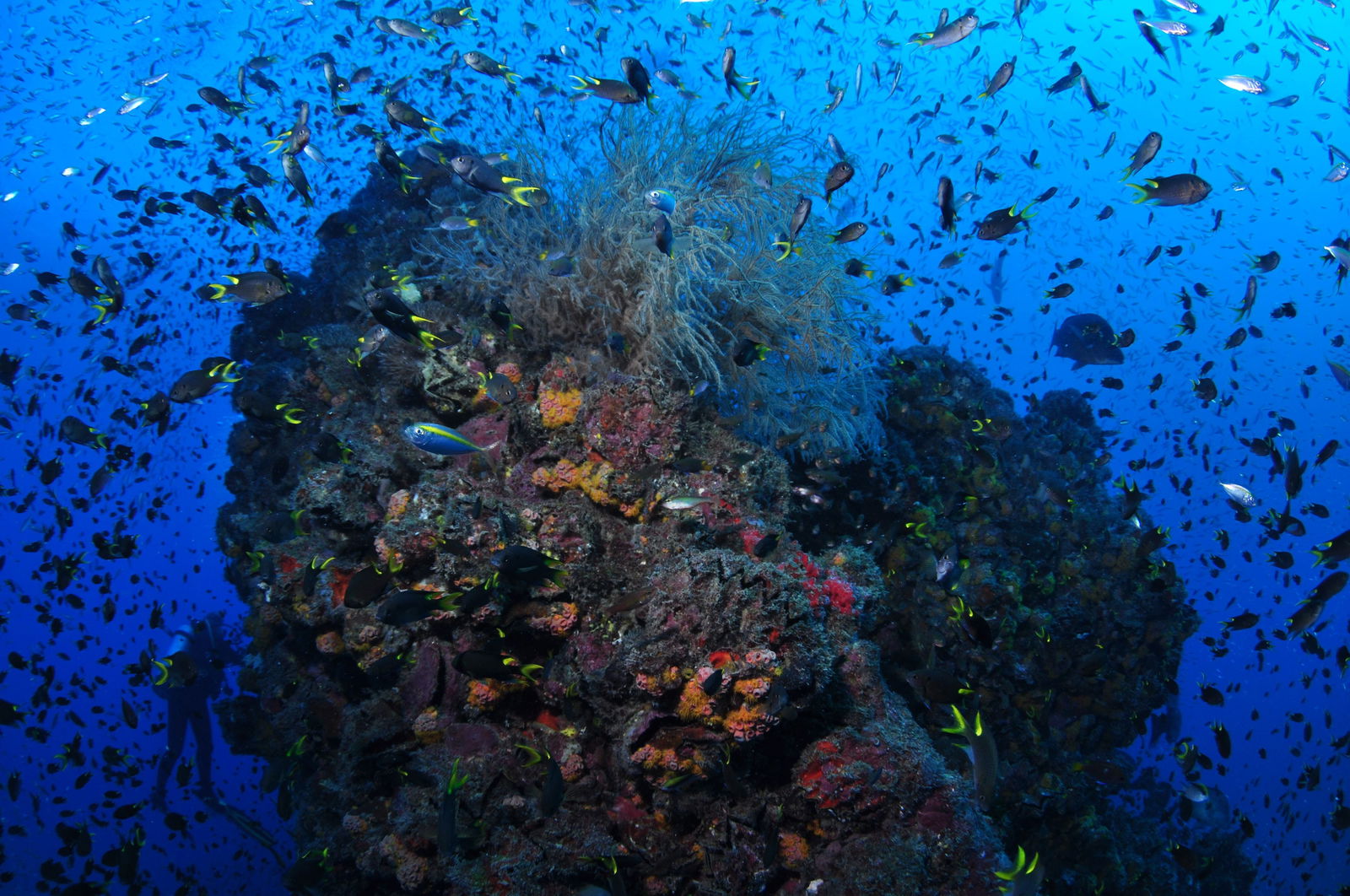 SS Yongala Dive Site Logo and Images