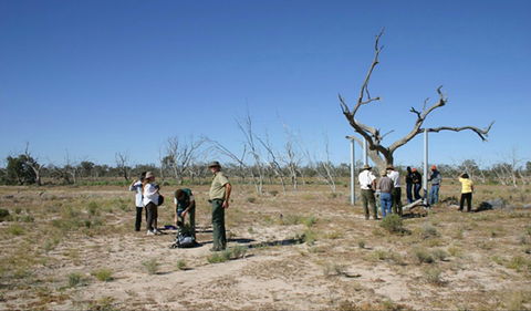 Sturt's Tree Walk - Cruises Travel 0
