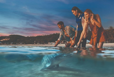 Tangalooma Wild Dolphin Feeding - Surfers Gold Coast 0