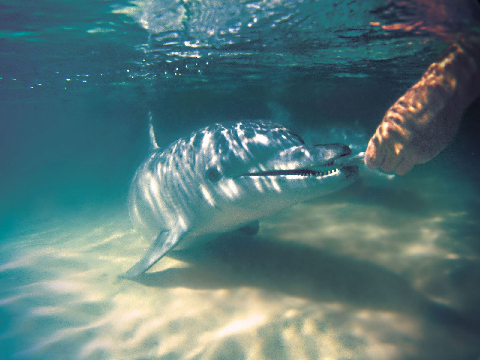 Tangalooma Wild Dolphin Feeding Logo and Images