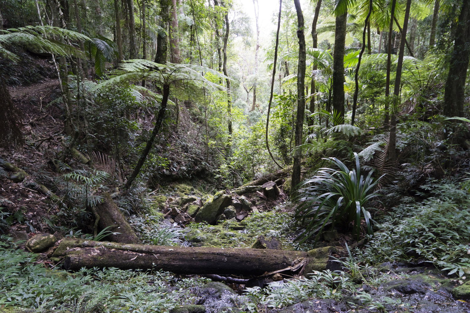 Twin Falls Circuit, Springbrook National Park Logo and Images