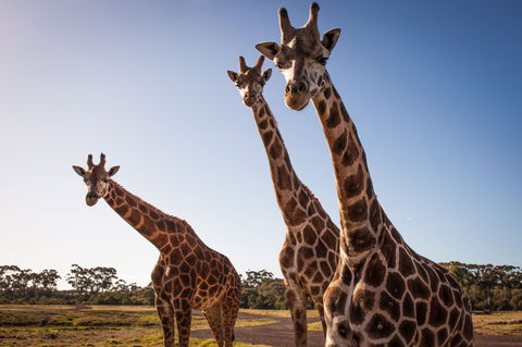 Werribee Open Range Zoo - Accommodation Noosa 1