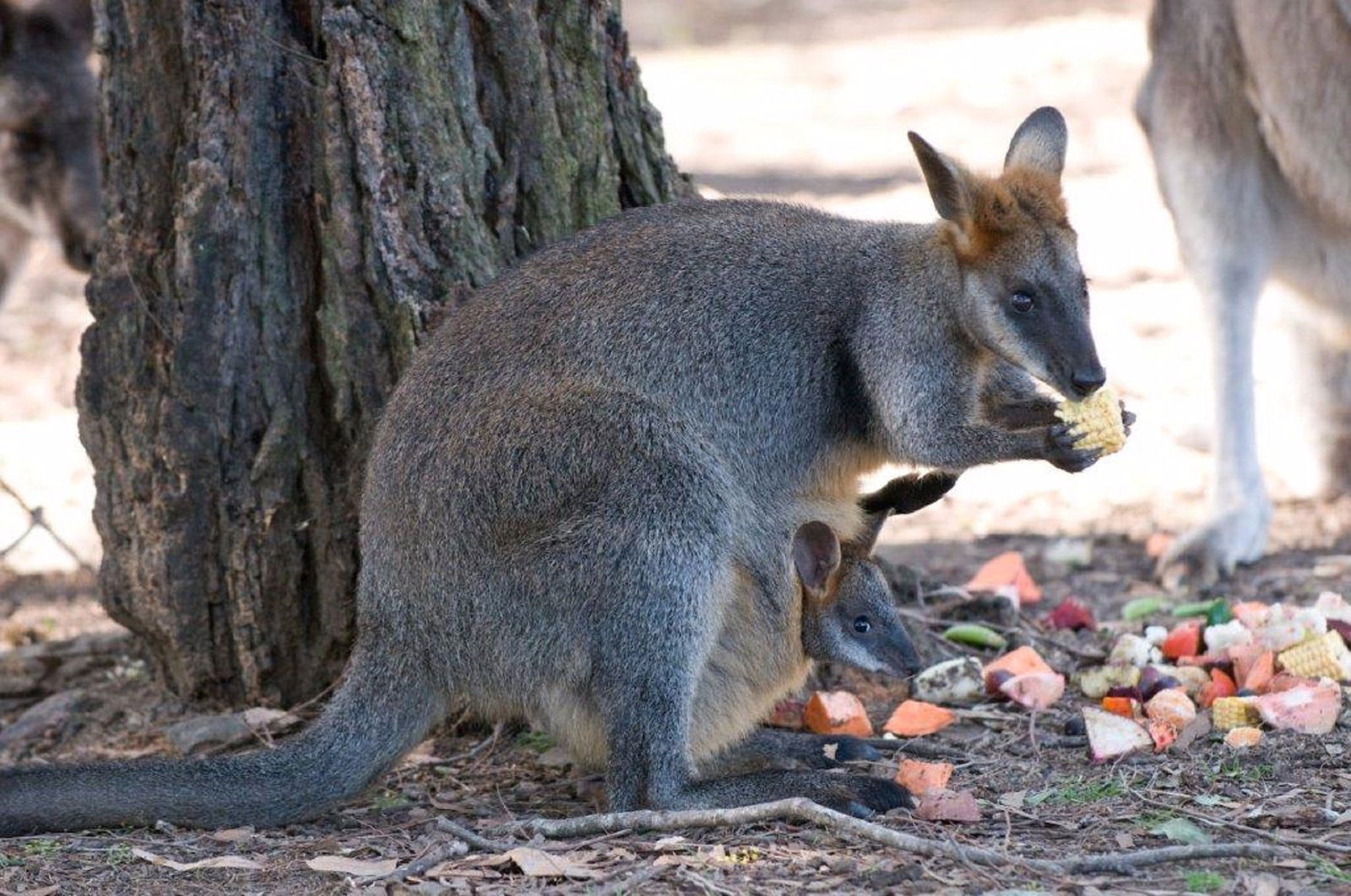 Wirrimbirra Sanctuary Logo and Images