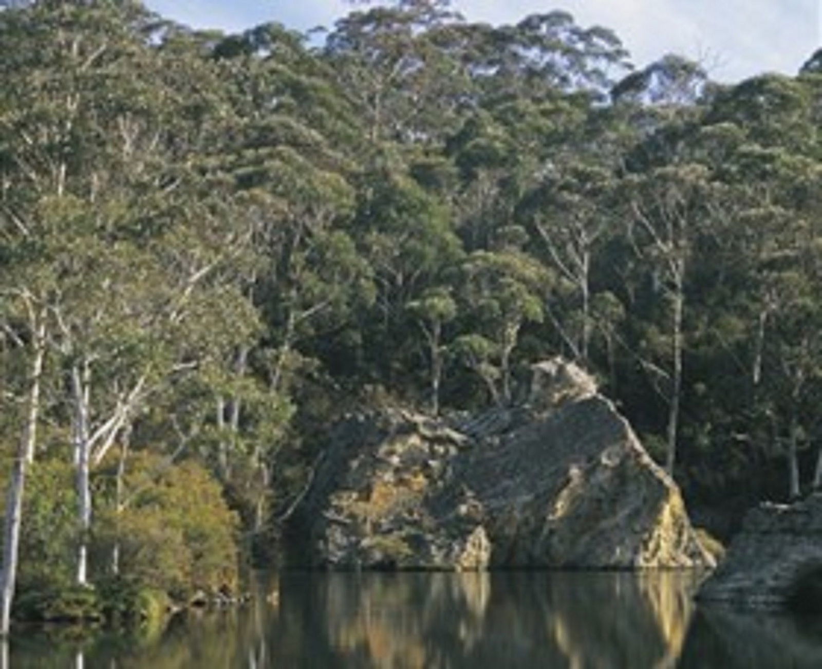 Woodford Logo and Images