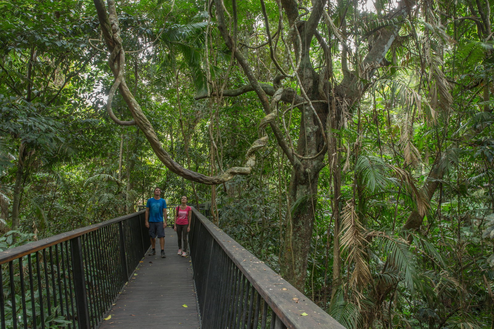 Barron Falls Lookout Track, Barron Gorge National Park Logo and Images