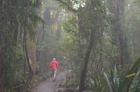 Best Of All Lookout Track, Springbrook National Park - Accommodation Yamba 1