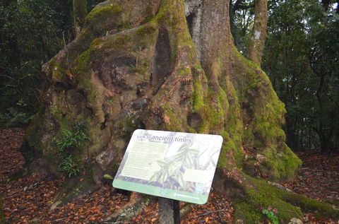 Best Of All Lookout Track, Springbrook National Park - Accommodation Yamba 2