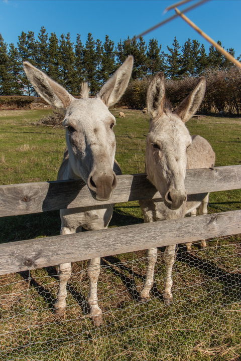 Brickendon Historic Farm And Convict Village - Accommodation Directory 2