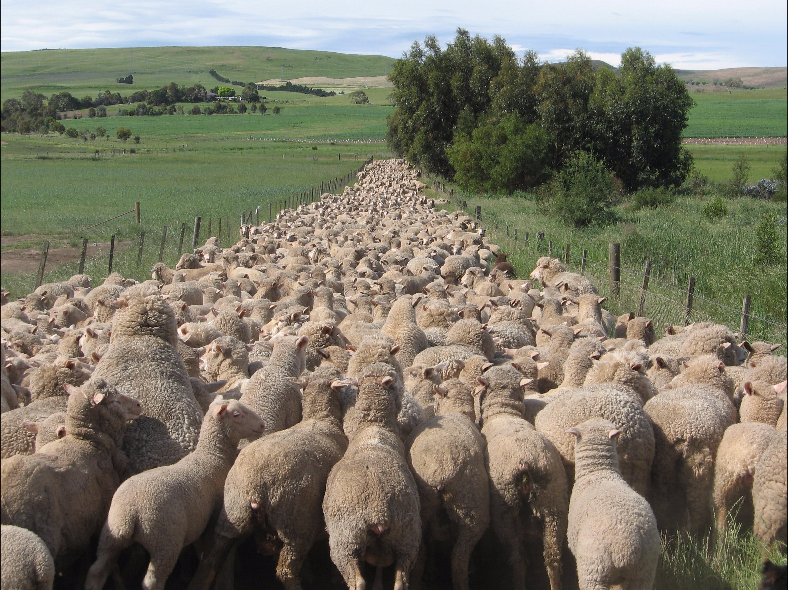 Curringa Farm - Accommodation And Farm Tours - thumb 0