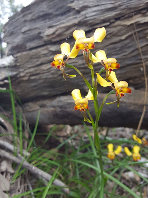 Dawn Atwell Nature Reserve - Attractions Perth 0