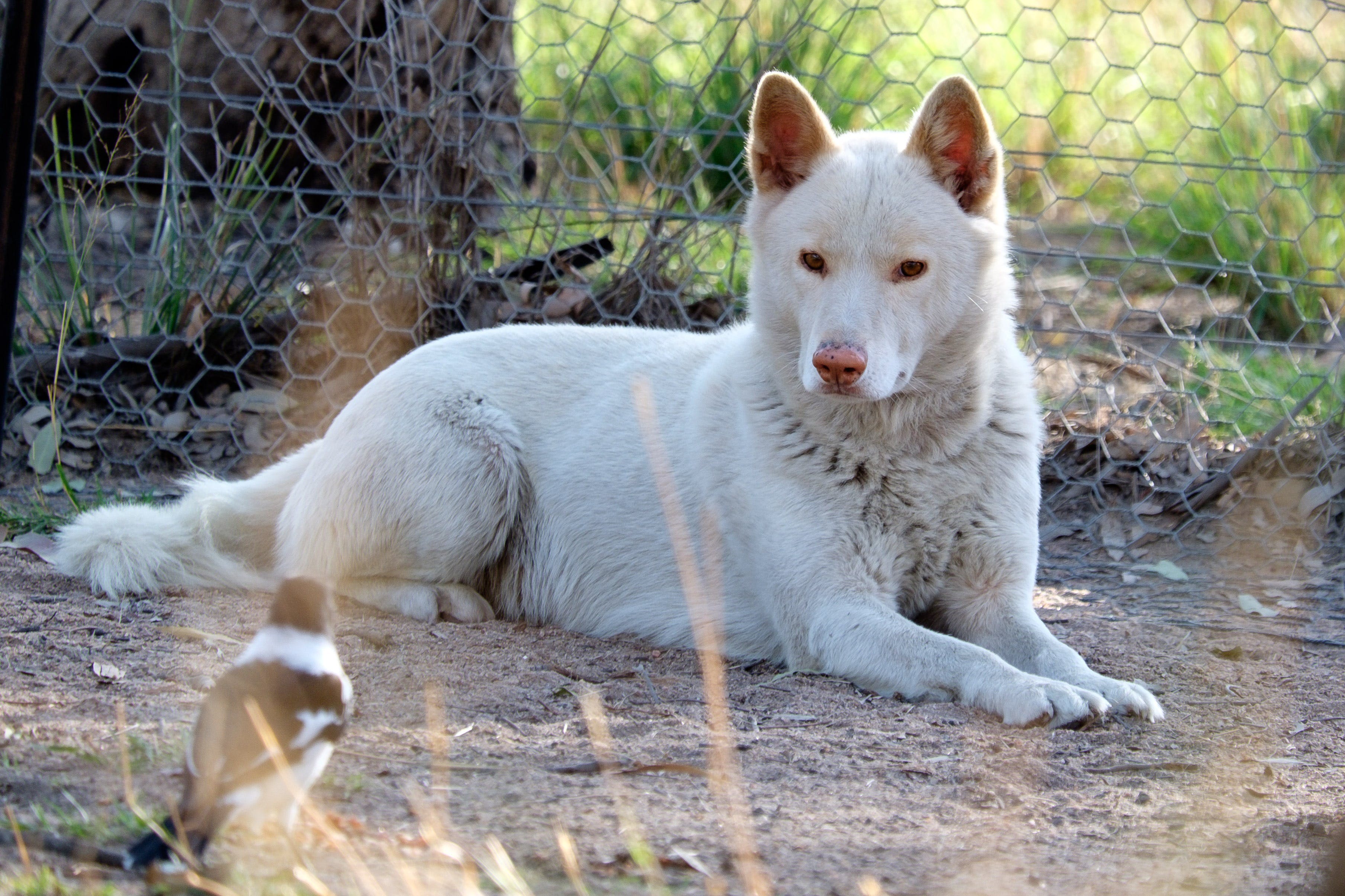 Durong Dingo Sanctuary - thumb 0