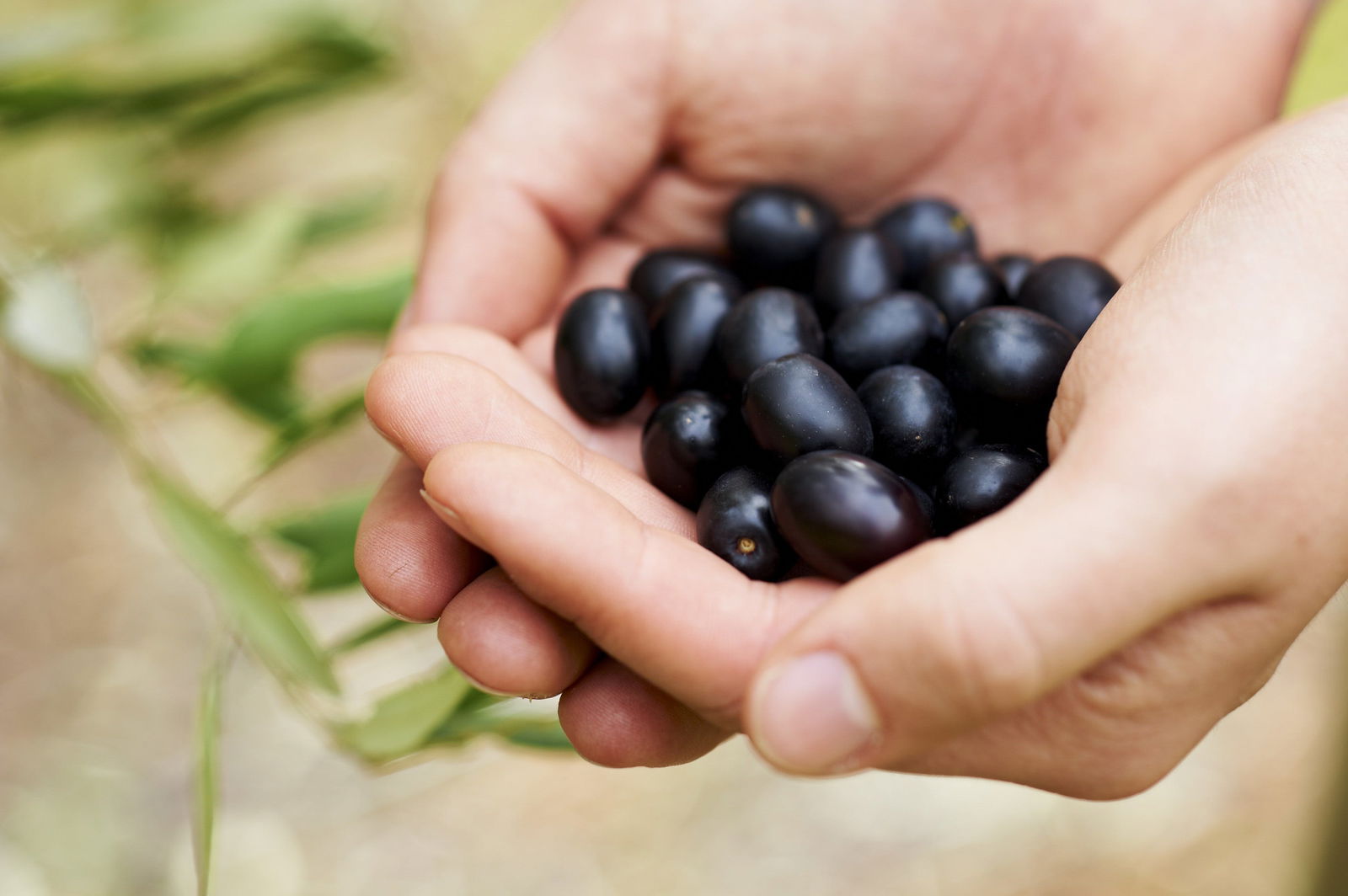 Eat, Pick, Grow Trail - Wanneroo And Chittering - thumb 0