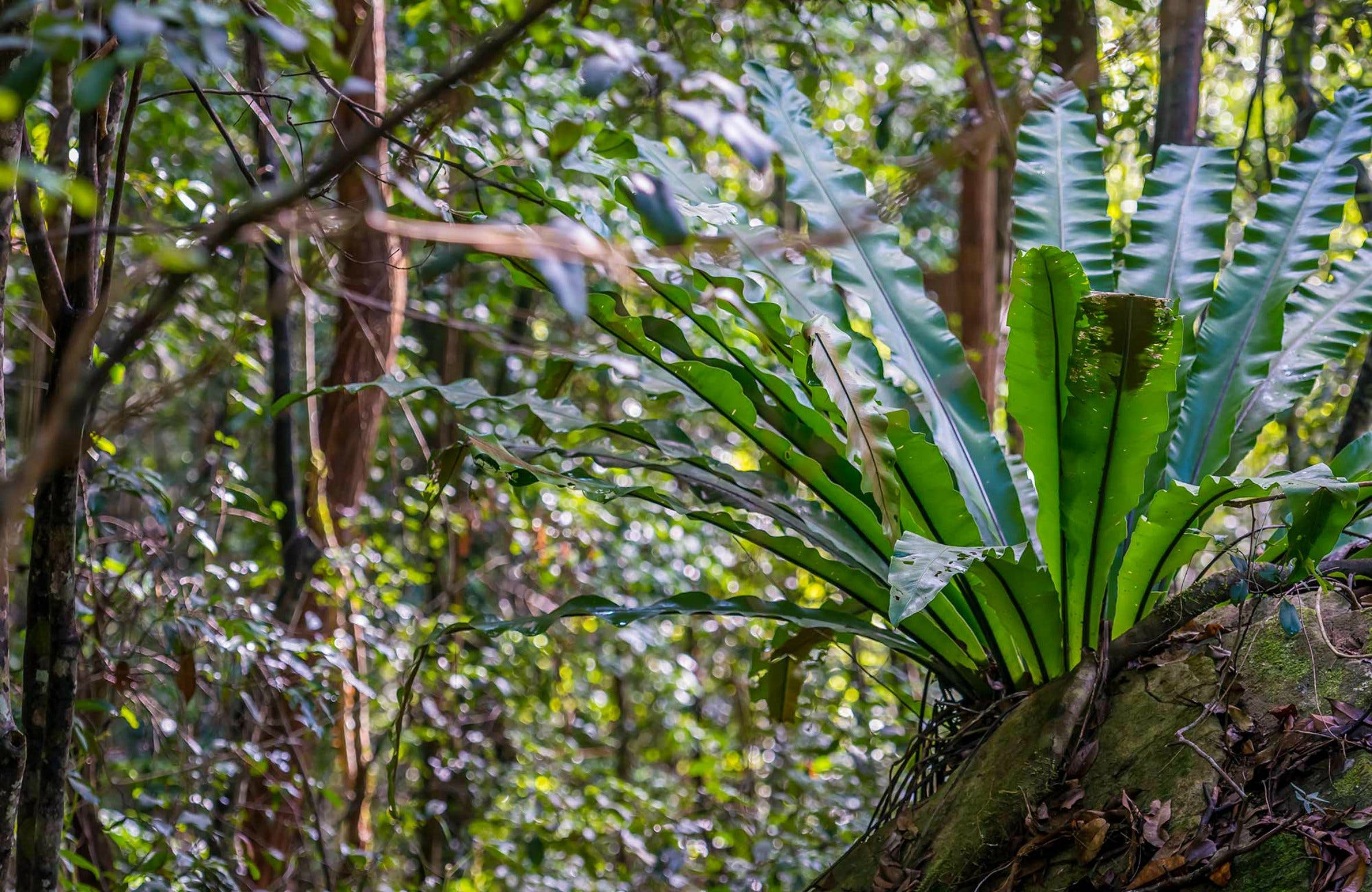 Great North Walk - Palm Grove Nature Reserve - thumb 0