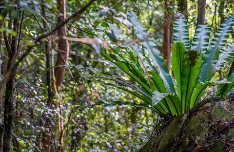 Great North Walk - Palm Grove Nature Reserve - Accommodation Yamba 0