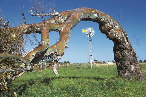 Greenough Leaning Trees - Accommodation Tasmania 0
