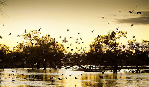 Kinchega Homestead Billabong Walk - Attractions Perth 0