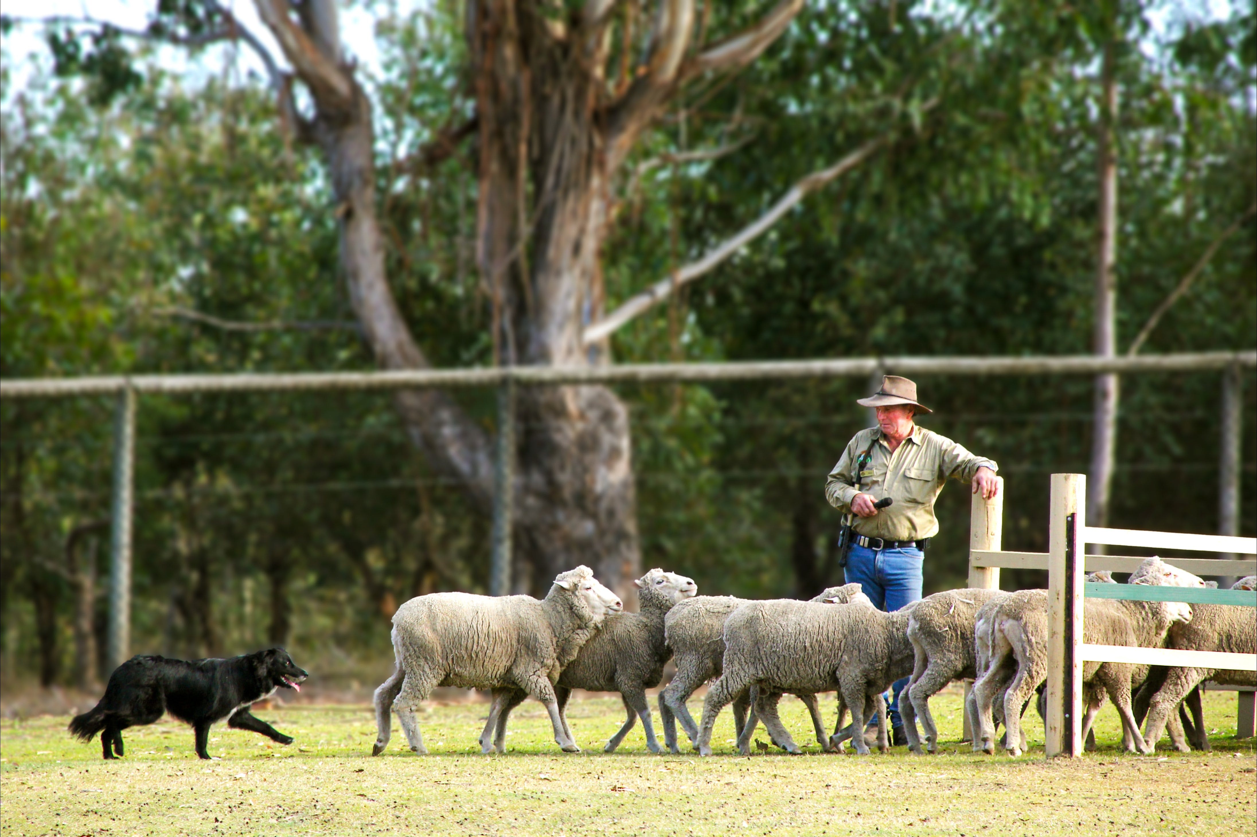 Lone Pine Koala Sanctuary - thumb 2