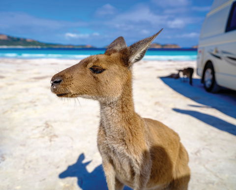Lucky Bay - Accommodation Noosa 0