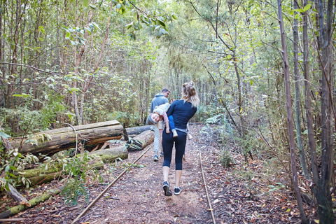 Lyrebird Circuit Walk - Mackay Tourism 1