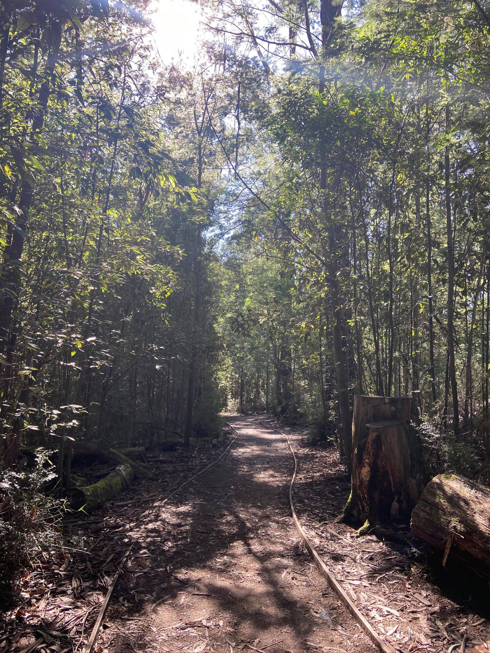 Lyrebird Circuit Walk Logo and Images