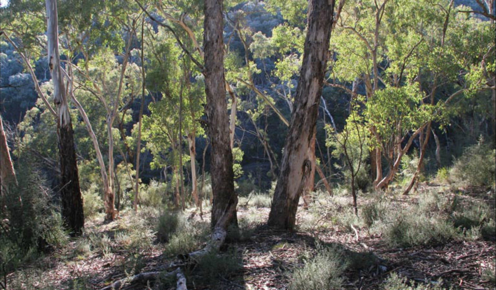 Mount Gray walking track Logo and Images