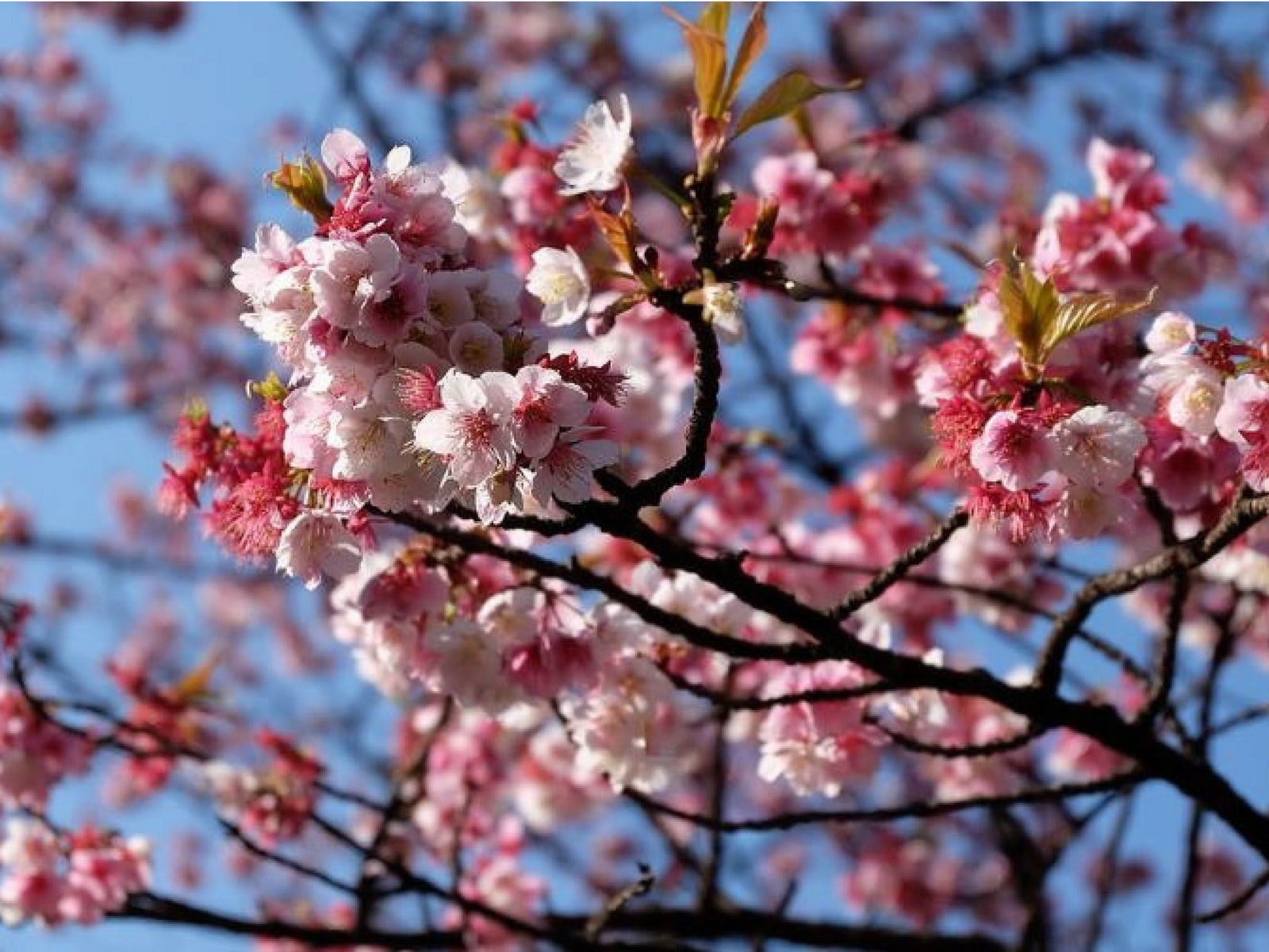 Sakura Avenue - thumb 0