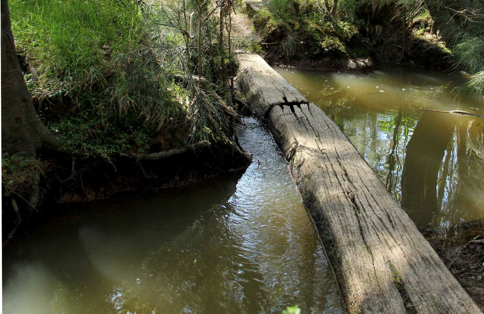 Second Ponds Creek Walk Logo and Images