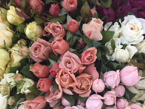 Sydney Flower Market - Cruises Travel 0