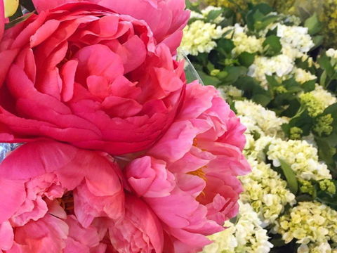 Sydney Flower Market - Cruises Travel 2