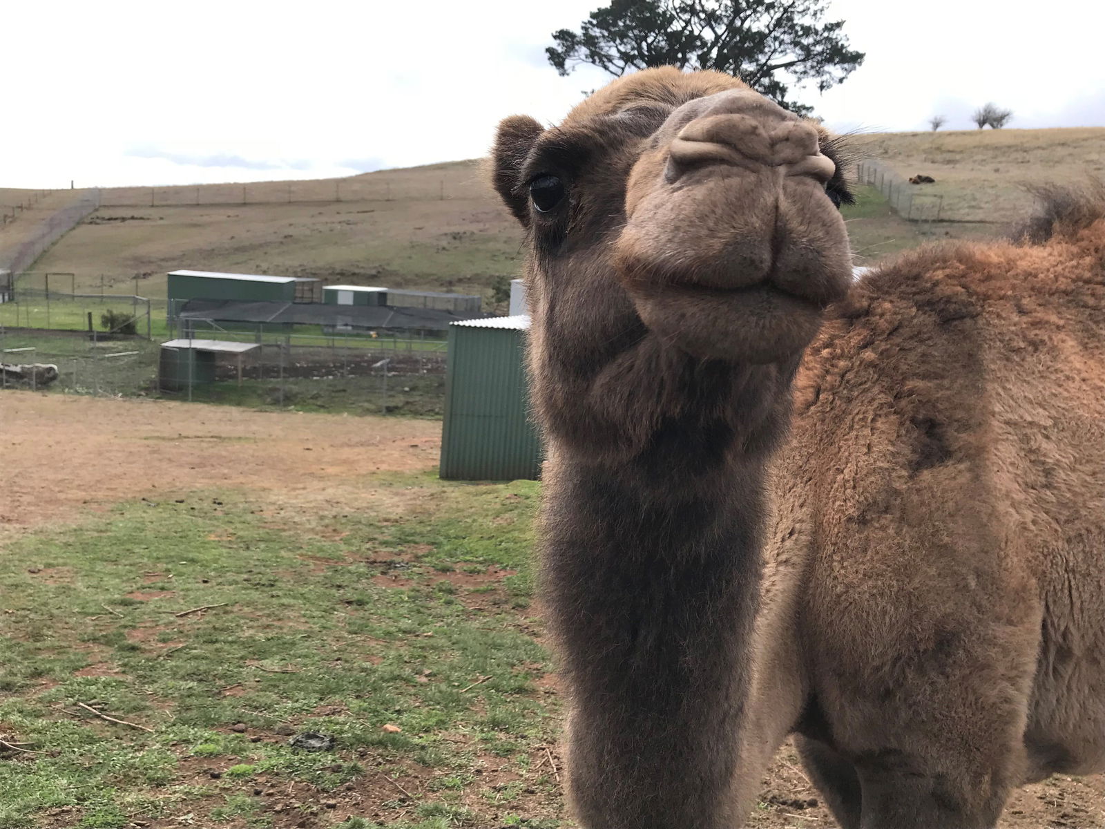 Taralga Wildlife Park - thumb 1